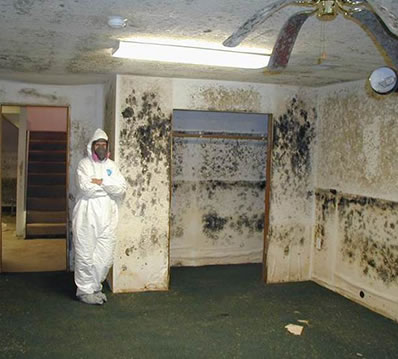 mold mold remediation